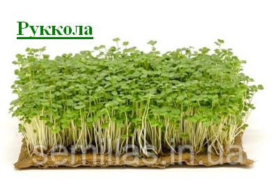 Руккола, 5 г, семена для выращивания микрозелени 89709 фото