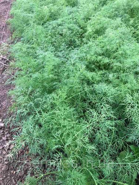 Насіння кропу Брум, кущового, Spark Seeds, 100 гр. 89761 фото