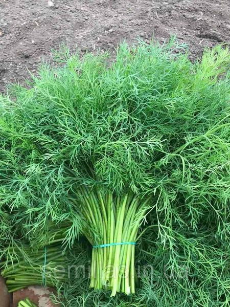 Насіння кропу Брум, кущового, Spark Seeds, 100 гр. 89761 фото