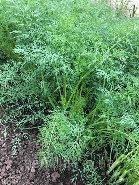 Насіння кропу Брум, кущового, Spark Seeds, 100 гр. 89761 фото