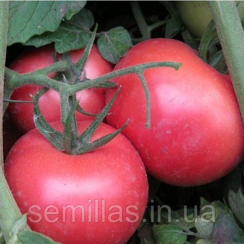 Семена томата Пинк Буш (Pink Bush) F1, 10 шт., розового ТМ "ЛедаАгро" 89478 фото