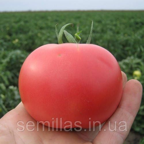 Семена томата Пинк Буш (Pink Bush) F1, 10 шт., розового ТМ "ЛедаАгро" 89478 фото