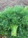 Насіння кропу Брум, кущового, Spark Seeds, 100 гр. 89761 фото 2