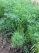 Насіння кропу Брум, кущового, Spark Seeds, 100 гр. 89761 фото 4