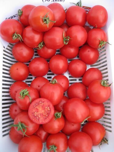 Насіння томату Шаста F1 (Shasta F1), для переробки, Spark Seeds), 1 000 88247 фото