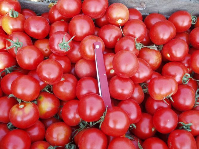 Насіння томату Шаста F1 (Shasta F1), для переробки, Spark Seeds), 1 000 88247 фото