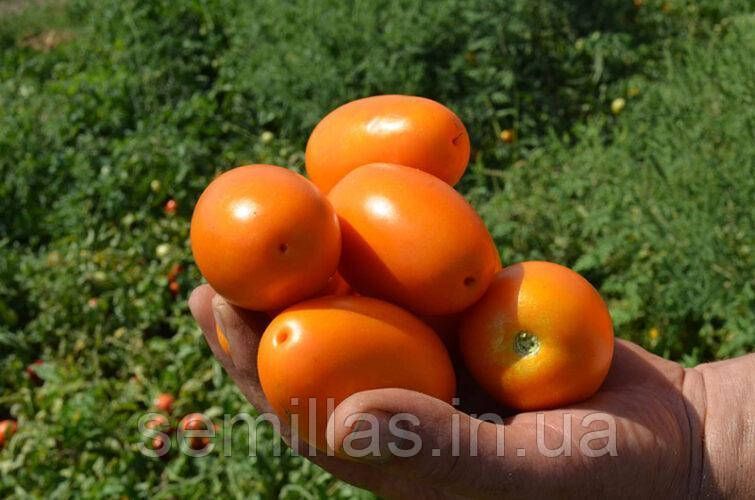 Семена томата Оранж Плам F1, оранжевая сливка, переработка, Spark Seeds 90062 фото
