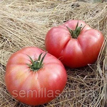 Насіння томату Гюсто (Gusto) F1, 5 шт., рожевого, високорослого, ТМ "ЛедаАгро" 89480 фото