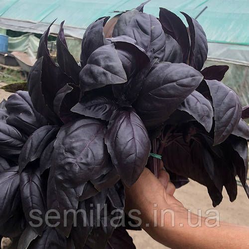 Насіння базиліка Віолет Кінг, фіолетового, Spark Seeds, 50 гр 89814 фото