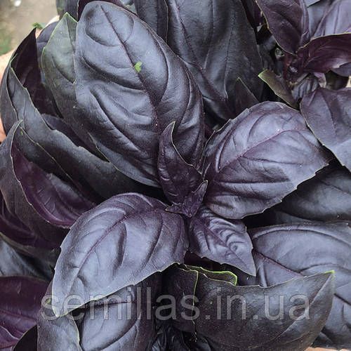 Насіння базиліка Віолет Кінг, фіолетового, Spark Seeds, 50 гр 89814 фото