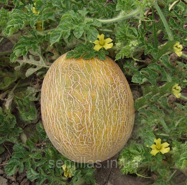 Семена дыни Ананас, Leda 89914 фото