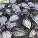 Насіння базиліка Віолет Кінг, фіолетового, Spark Seeds, 50 гр 89814 фото 5