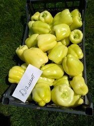 Насіння перцю Діамант F1 (Diamant F1), солодкого, Spark Seeds. 500 шт. 89069 фото