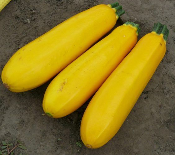 Семена кабачка Голдстик F1, 5 шт., желтого, кустового, ТМ "ЛедаАгро" 012353 фото