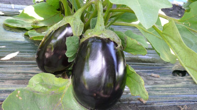 Семена баклажана Чемодан F1, округлый, Spark Seeds, 5 шт 012354 фото