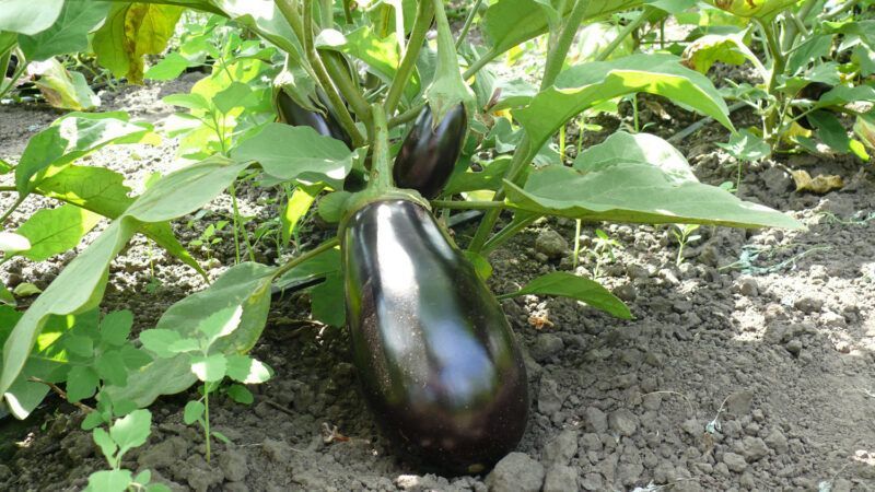 Семена баклажана Чемодан F1, округлый, Spark Seeds, 5 шт 012354 фото
