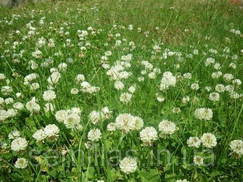 Насіння конюшини Ліфлекс, 100 гр, білої, ТМ "ЛєдаАгро" 89819 фото
