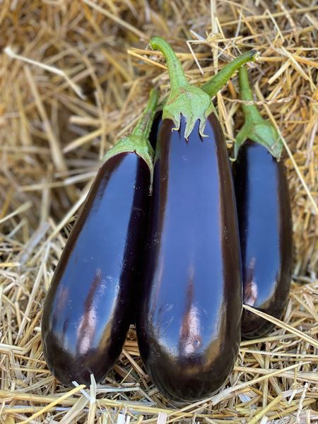 Насіння баклажана Брат F1, циліндричного, Yuksel Seeds, 500 шт 89821 фото