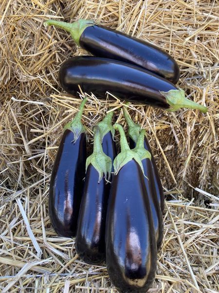Насіння баклажана Брат F1, циліндричного, Yuksel Seeds, 500 шт 89821 фото