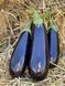 Насіння баклажана Брат F1, циліндричного, Yuksel Seeds, 500 шт 89821 фото 5