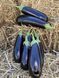 Насіння баклажана Брат F1, циліндричного, Yuksel Seeds, 500 шт 89821 фото 6