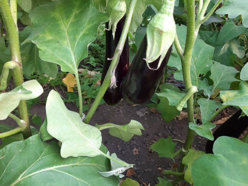 Насіння баклажана Брат F1, циліндричного, Yuksel Seeds, 500 шт 89821 фото