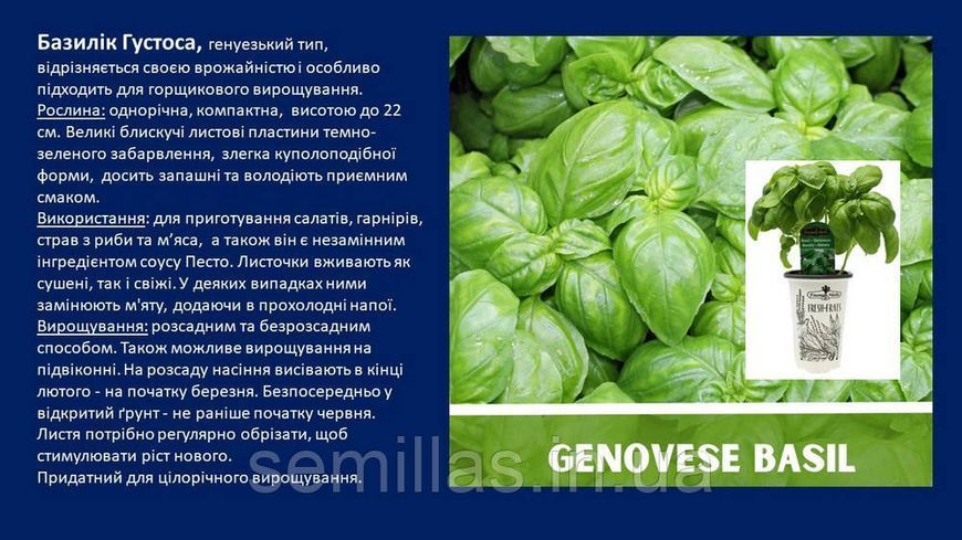 Насіння базиліка Густоса, 10 гр., зеленого, генуезький тип ТМ "ЛєдаАгро" 89771 фото