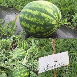 Семена арбуза Биант F1, 5 шт., ТМ "ЛедаАгро" 88640 фото