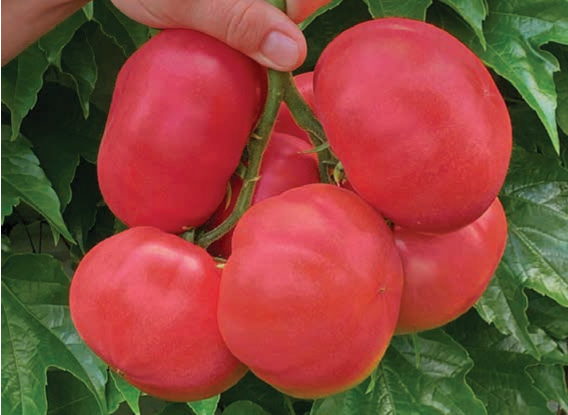 Семена томата Пінк Айді (Pink Id) F1, розовоплодного высокорослого, Seminis 90122 фото