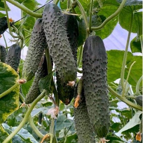 Насіння огірка Прімеро (Primero) F1, самозапильного (партенокарпічного), Yuksel Seeds, 250 шт. 89672 фото