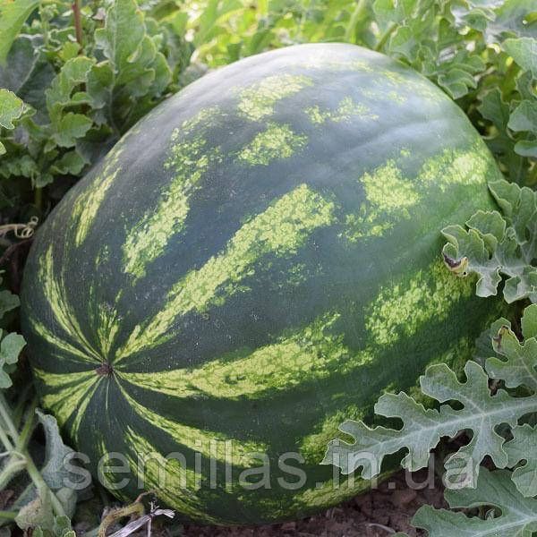 Семена арбуза Маракеш F1, 500 шт., овальный, Кримсон Свит тип, Ergon Seeds 90076 фото