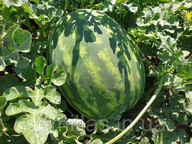 Насіння кавуна Оранж Лакшері F1, з помаранчевим м'якушем, Spark Seeds, 500 шт. 90025 фото