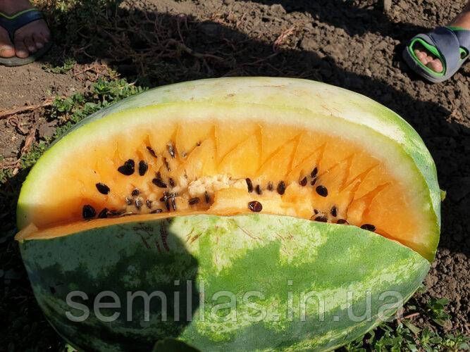 Насіння кавуна Оранж Лакшері F1, з помаранчевим м'якушем, Spark Seeds, 500 шт. 90025 фото