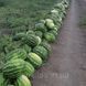 Семена арбуза Маракеш F1, 500 шт., овальный, Кримсон Свит тип, Ergon Seeds 90076 фото 3