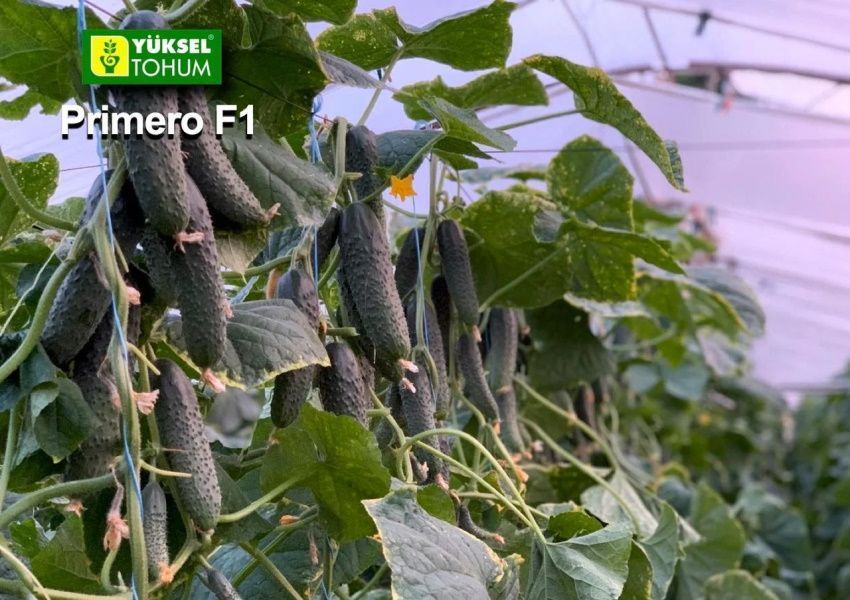 Насіння огірка Прімеро (Primero) F1, самозапильного (партенокарпічного), Yuksel Seeds, 250 шт. 89672 фото