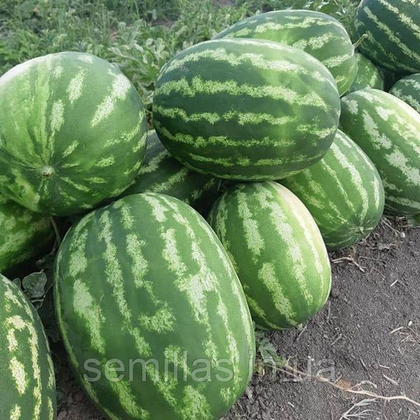 Семена арбуза Маракеш F1, 1000 шт., овальный, Кримсон Свит тип, Ergon Seeds 90077 фото