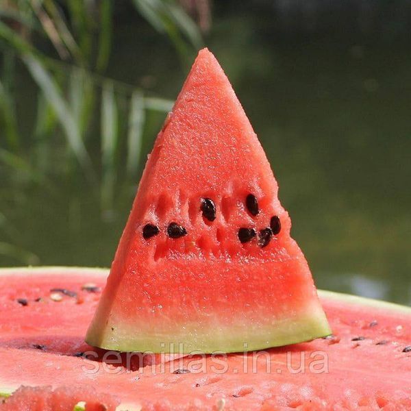Семена арбуза Маракеш F1, 1000 шт., овальный, Кримсон Свит тип, Ergon Seeds 90077 фото