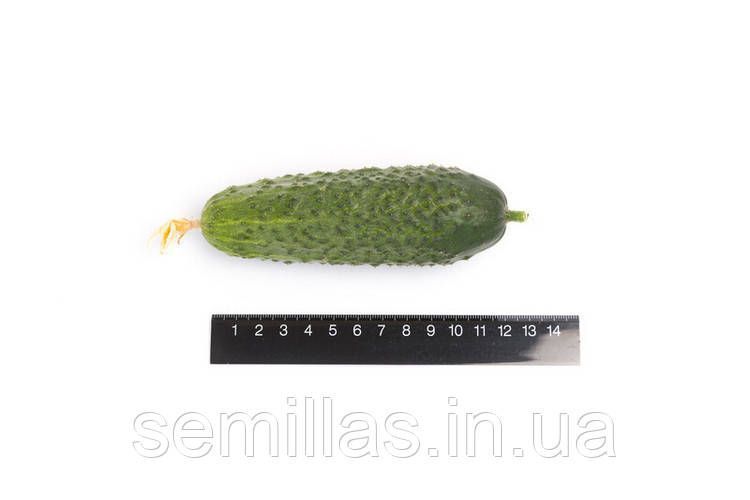 Насіння огірка Кібрія F1 (Kybria F1), 250 шт., партенокарпічного (самозапильного) 88205 фото