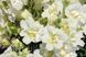 Насіння антірінума Твінні F1, 50 шт., білий махровий, карликовий 89826 фото 2