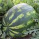 Семена арбуза Маракеш F1, 1000 шт., овальный, Кримсон Свит тип, Ergon Seeds 90077 фото 1