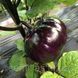 Семена баклажана Джаз (Jazz) F1, Spark Seeds 89383 фото 1