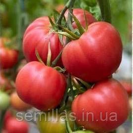 Насіння томата Сонароза (Sonarosa) F1, розового полудетерминантного, Yuksel Seeds. 500 шт. 89385 фото