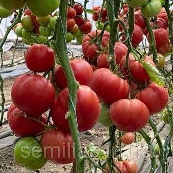 Насіння томата Сонароза (Sonarosa) F1, розового полудетерминантного, Yuksel Seeds. 500 шт. 89385 фото