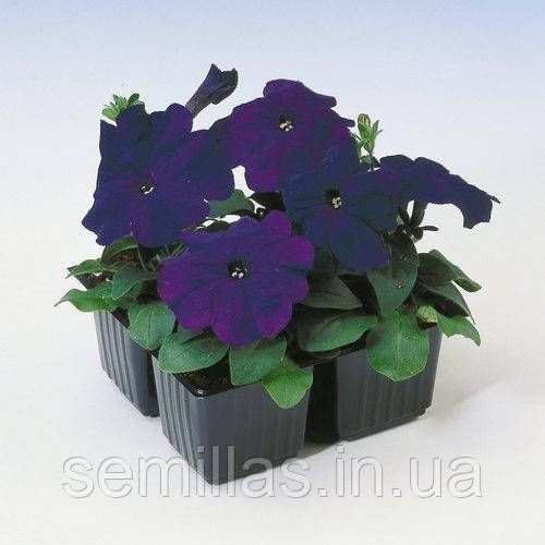 Семена Петунии Ламбада F1, синяя, 1000 шт. (драж.), мультифлора 89622 фото