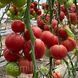 Насіння томата Сонароза (Sonarosa) F1, розового полудетерминантного, Yuksel Seeds. 500 шт. 89385 фото 3