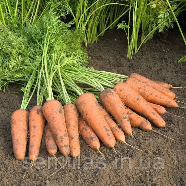 Насіння моркви Купар (Kupar) F1, 100000 шт. (2,0-2,2 мм), Шантане тип 89551 фото