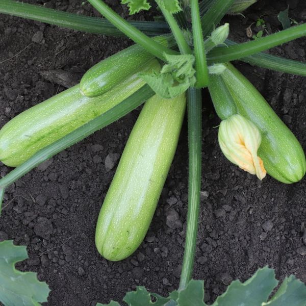 Семена кабачка Язума F1, светло-зеленого кустового, Kitano Seeds 89552 фото