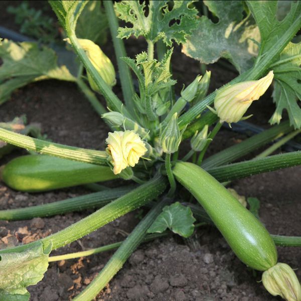 Семена кабачка Язума F1, светло-зеленого кустового, Kitano Seeds 89552 фото
