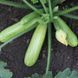 Семена кабачка Язума F1, светло-зеленого кустового, Kitano Seeds 89552 фото 3