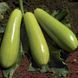 Семена кабачка Язума F1, светло-зеленого кустового, Kitano Seeds 89552 фото 1